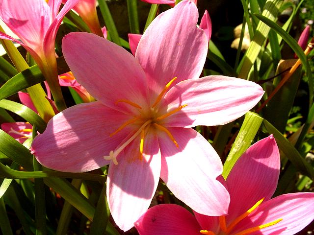 Pink Rain Lily